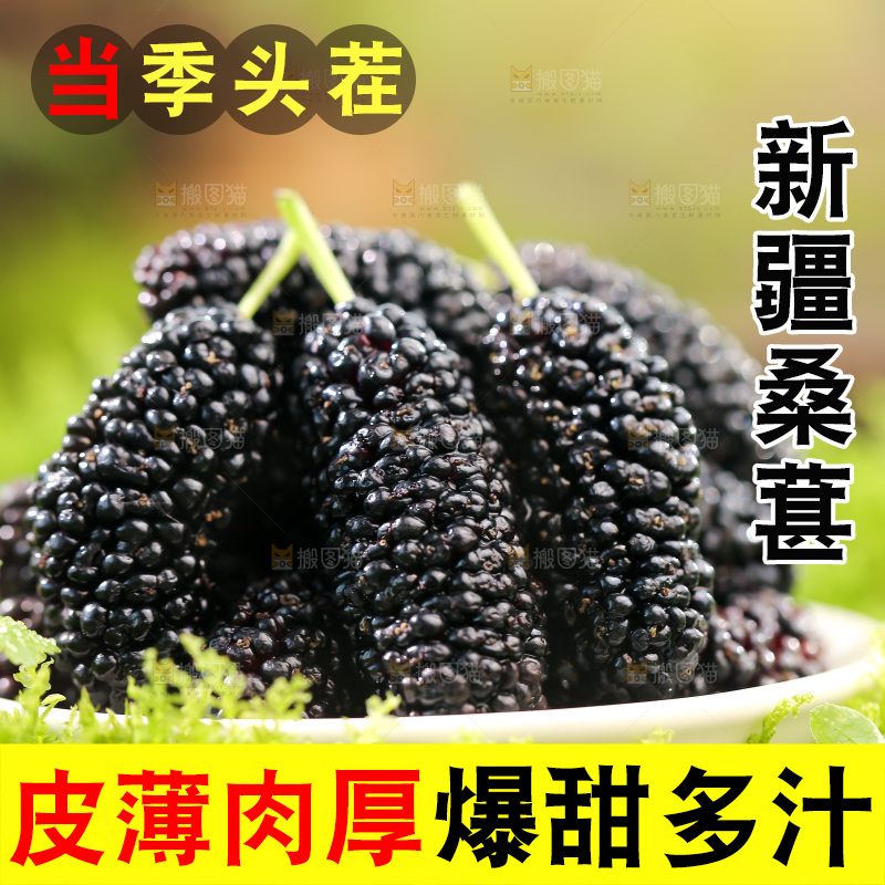 桑葚