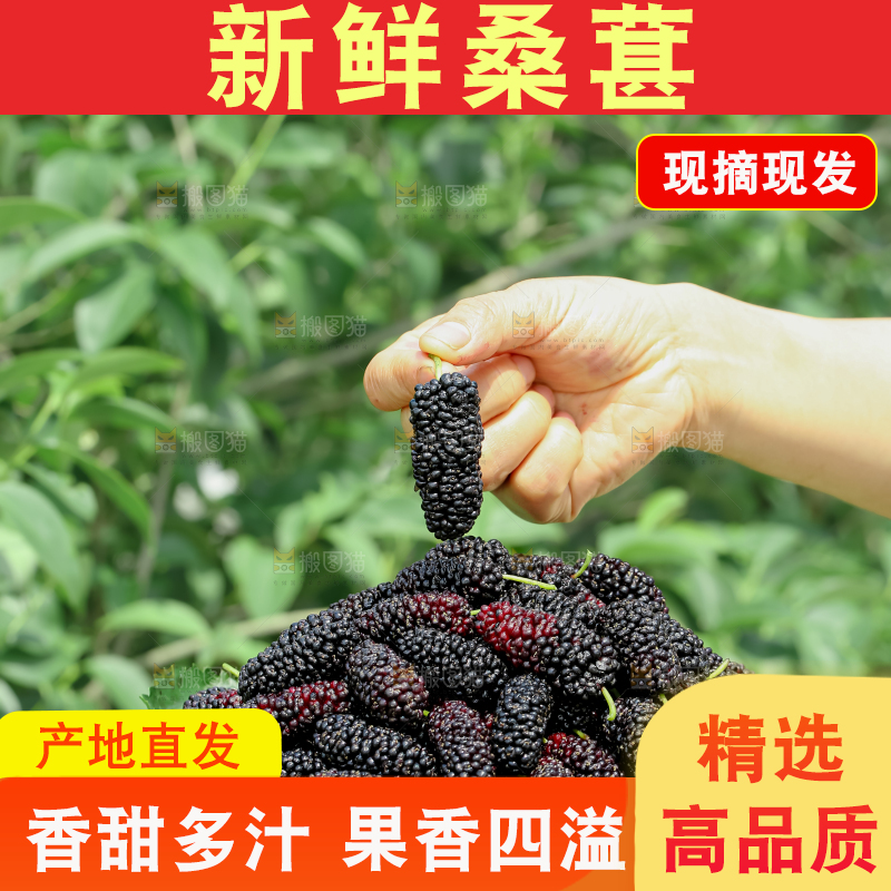 桑葚