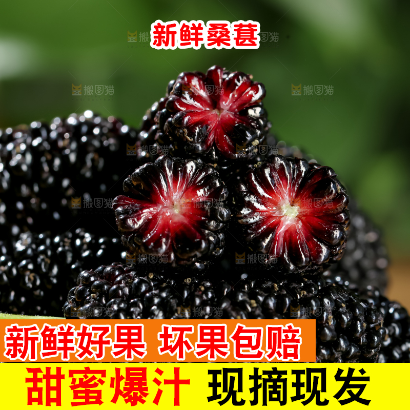 桑葚