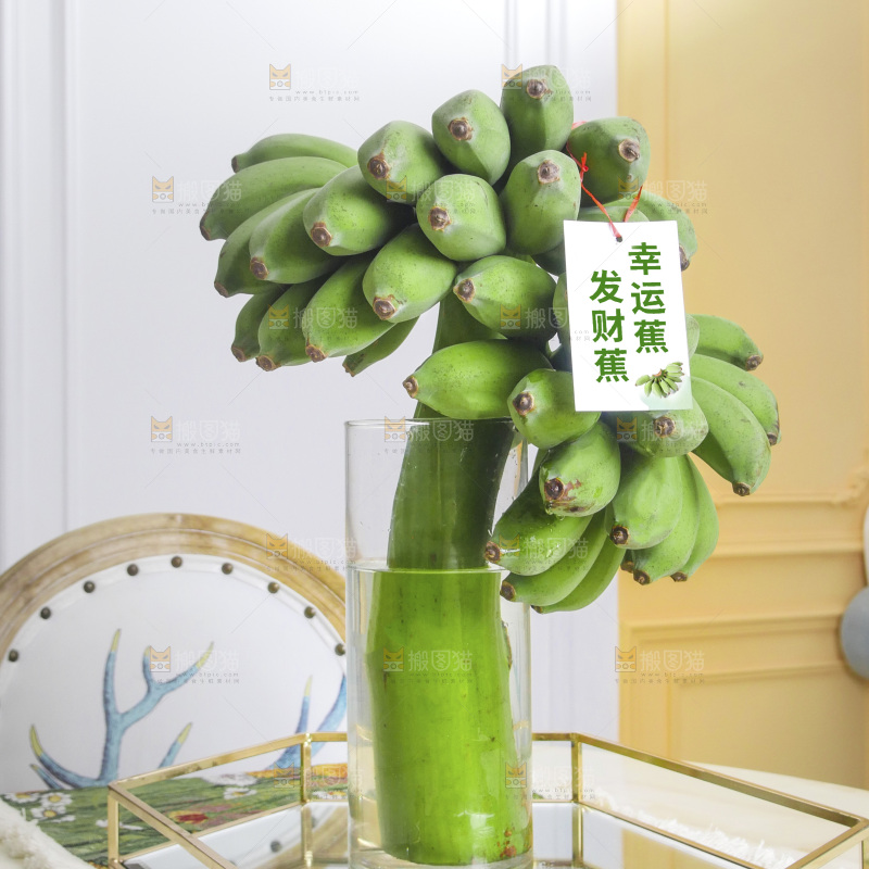 水培香蕉