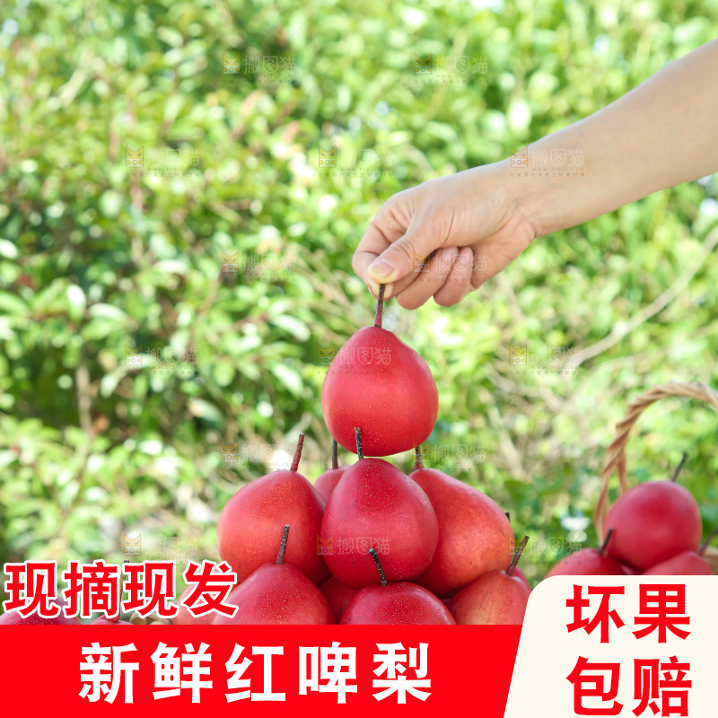 红啤梨