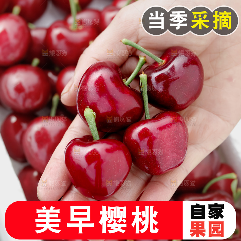 樱桃