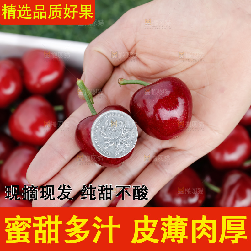 樱桃
