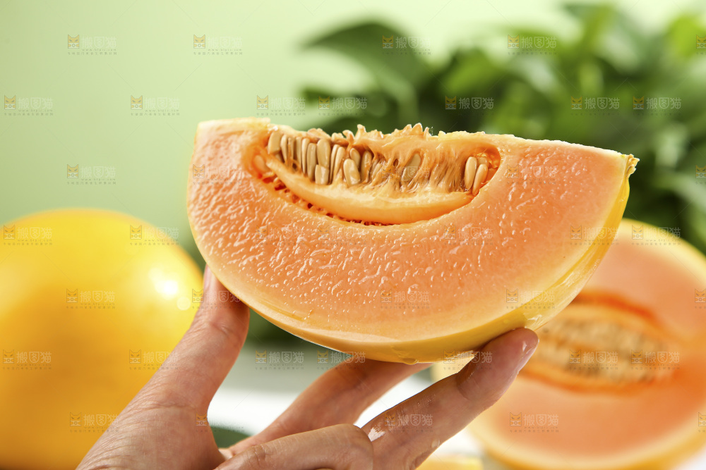 黄河蜜瓜