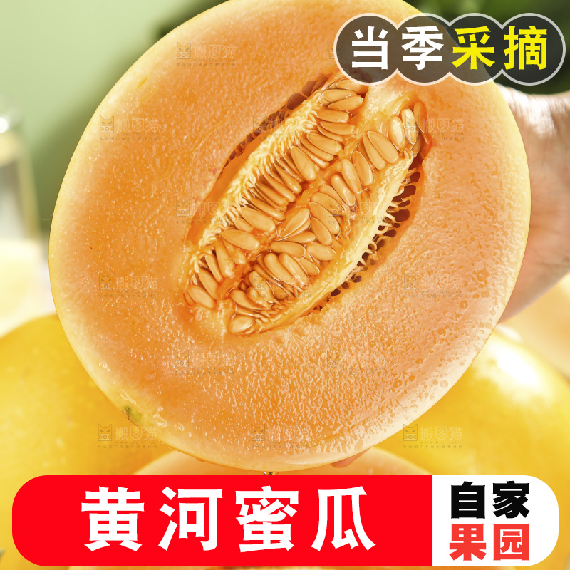 黄河蜜瓜