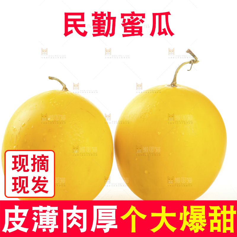 黄河蜜瓜