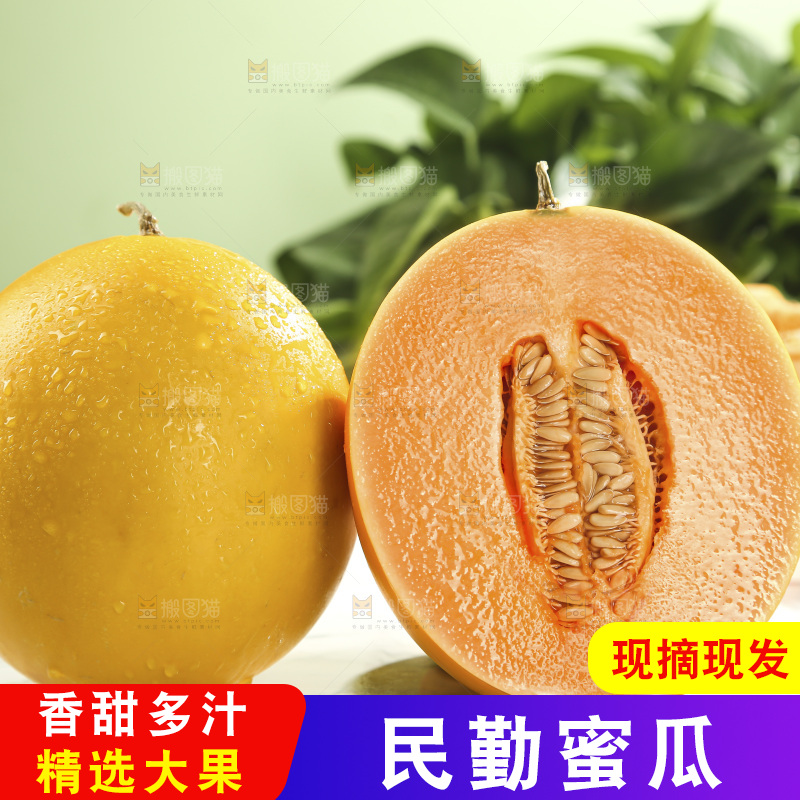 黄河蜜瓜