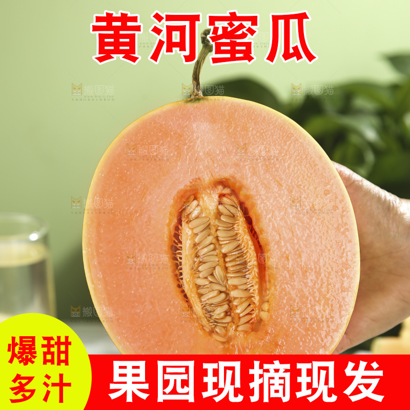 黄河蜜瓜