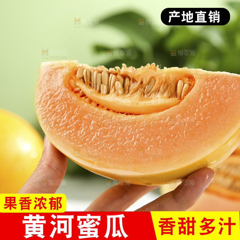 黄河蜜瓜