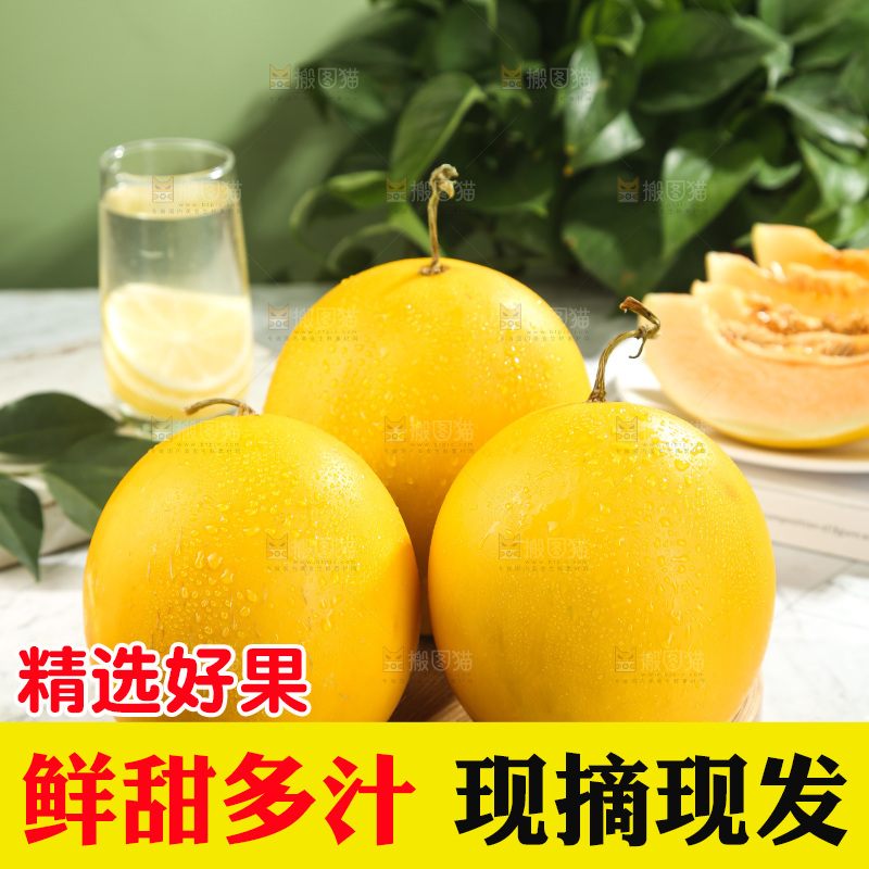 黄河蜜瓜