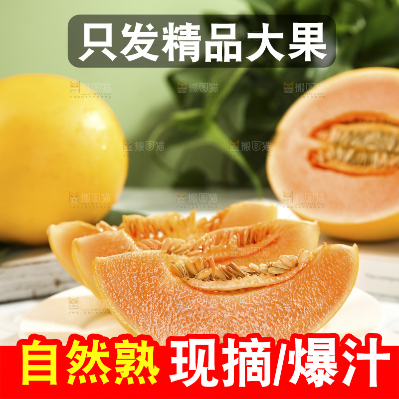 黄河蜜瓜