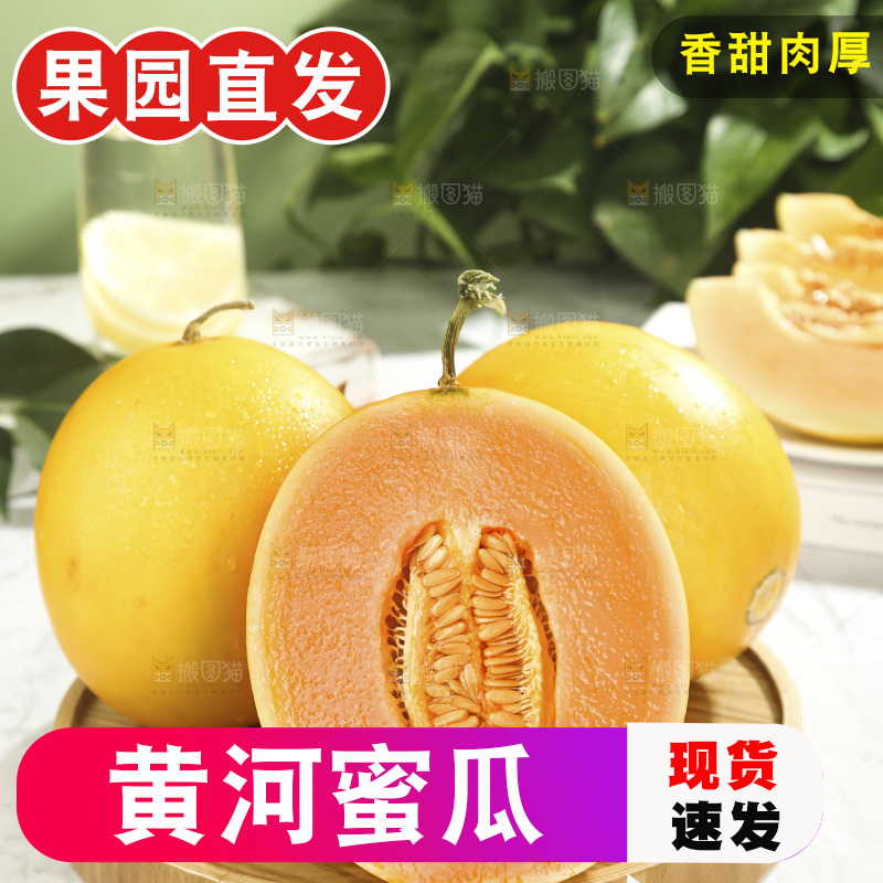 黄河蜜瓜