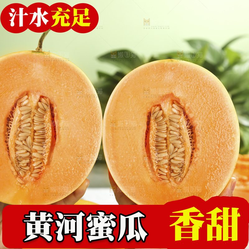 黄河蜜瓜