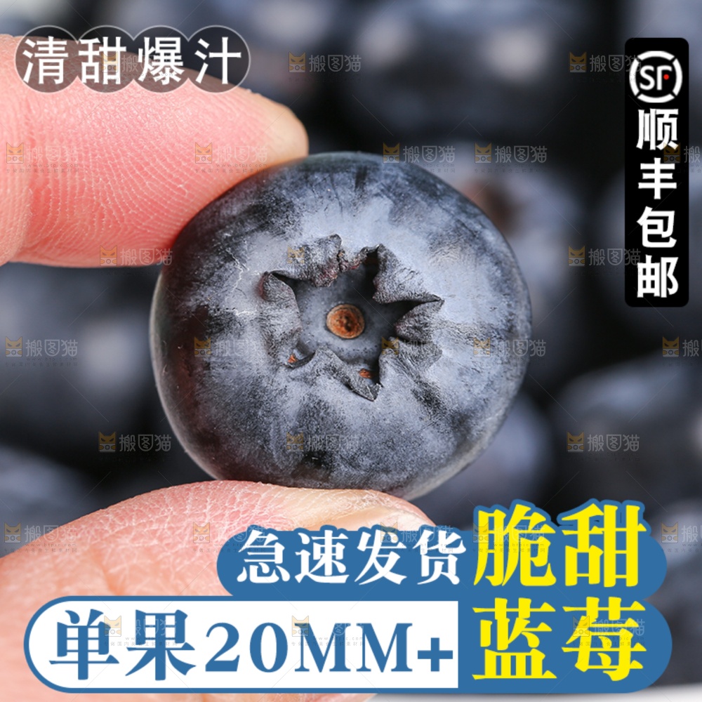 蓝莓主图