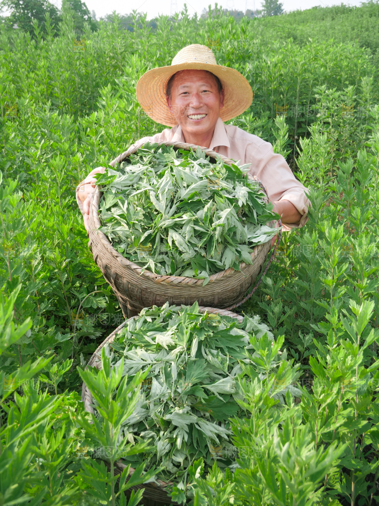 艾草