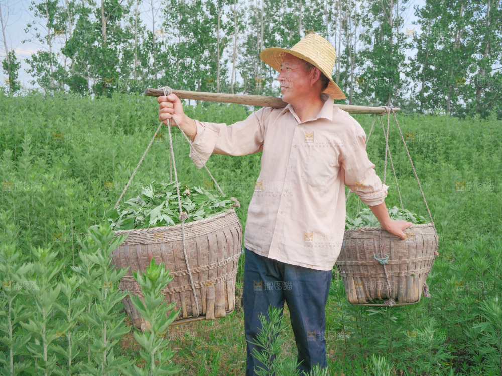 艾草