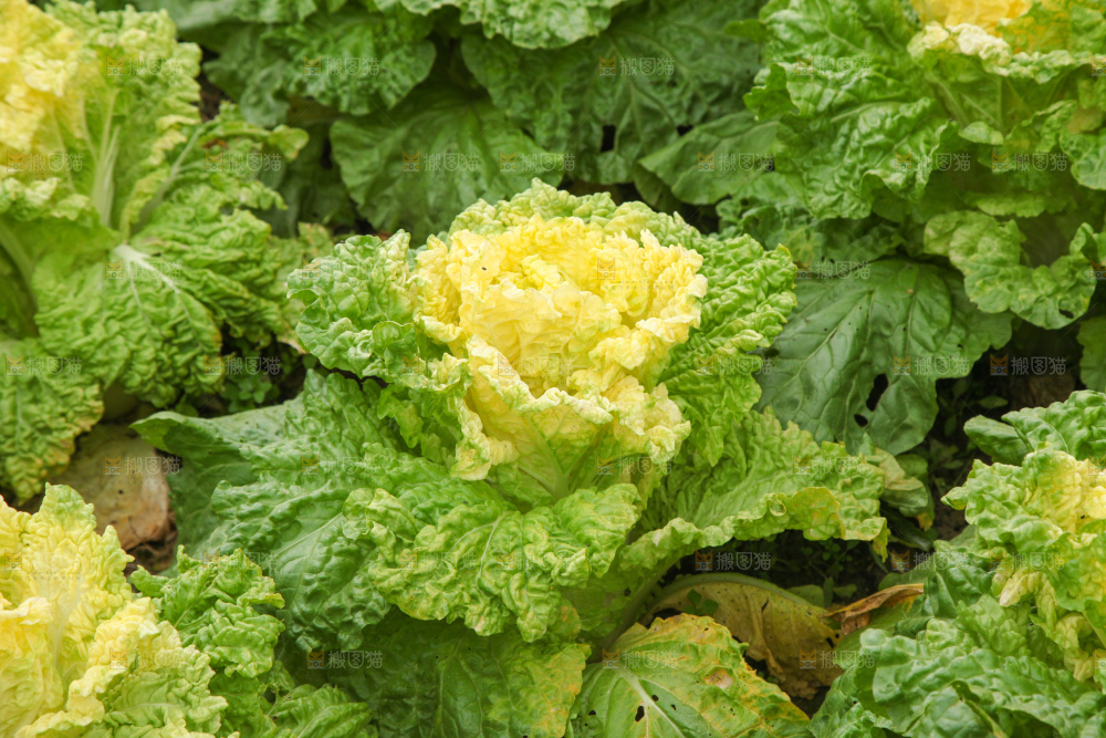 大白菜