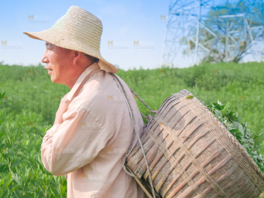 艾草