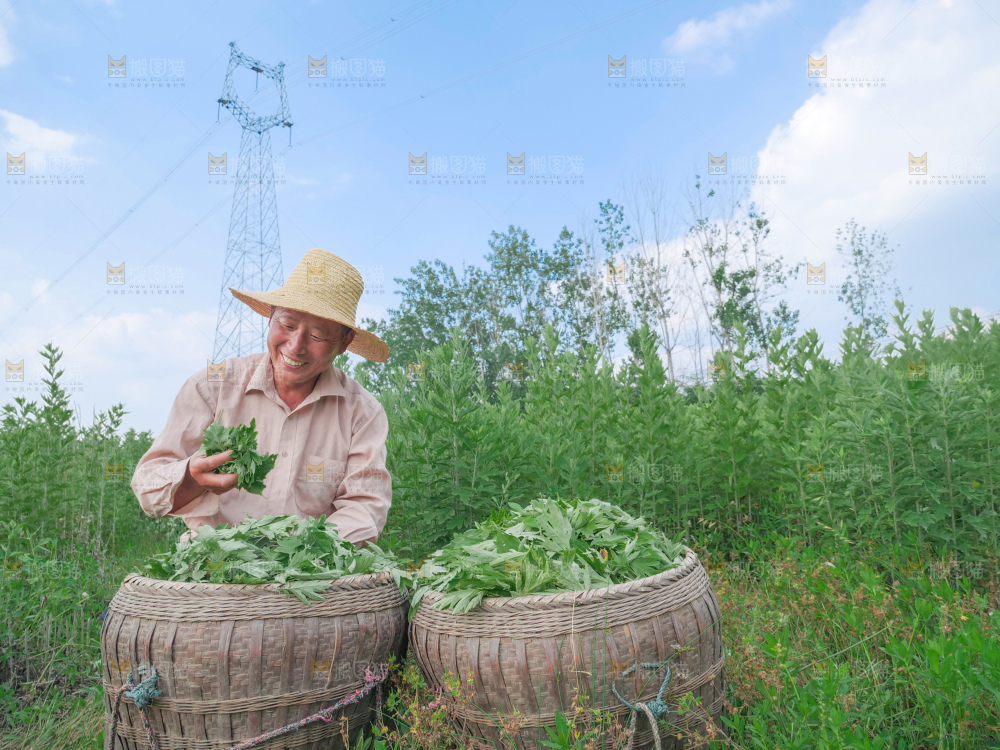 艾草