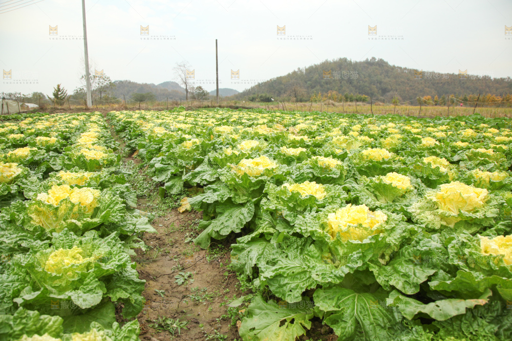 大白菜