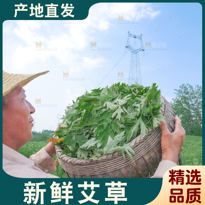 艾草