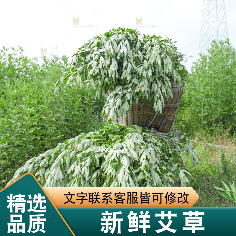 艾草