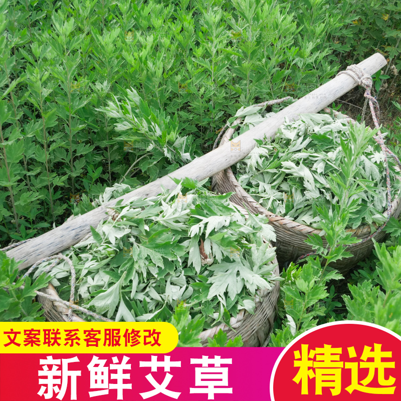 艾草