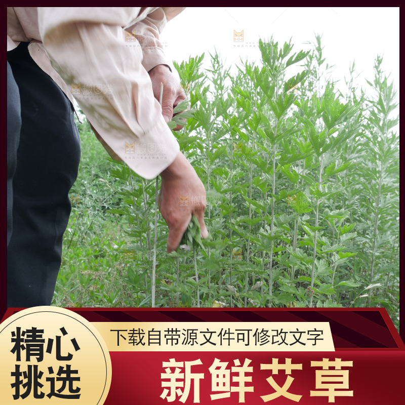 艾草