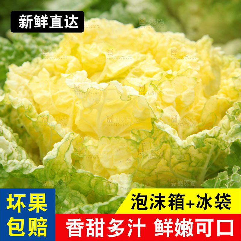 大白菜