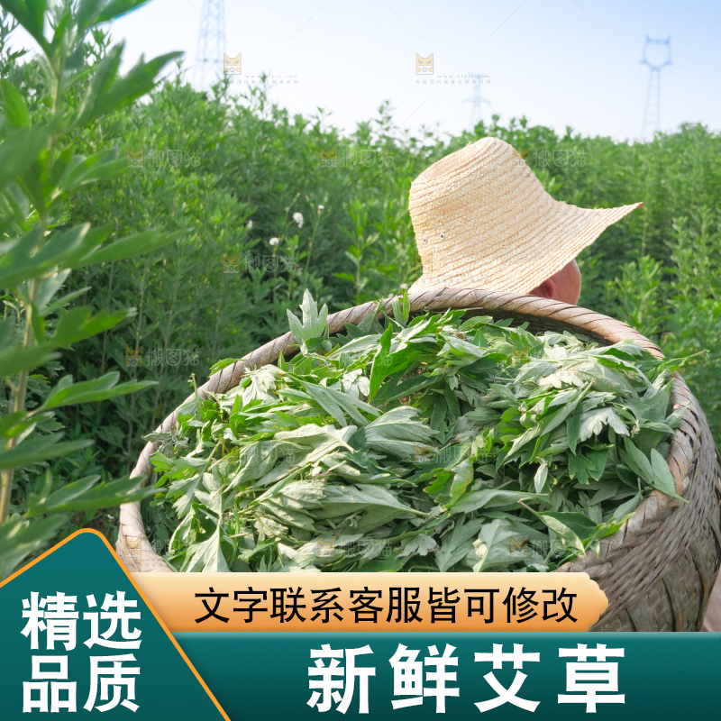 艾草