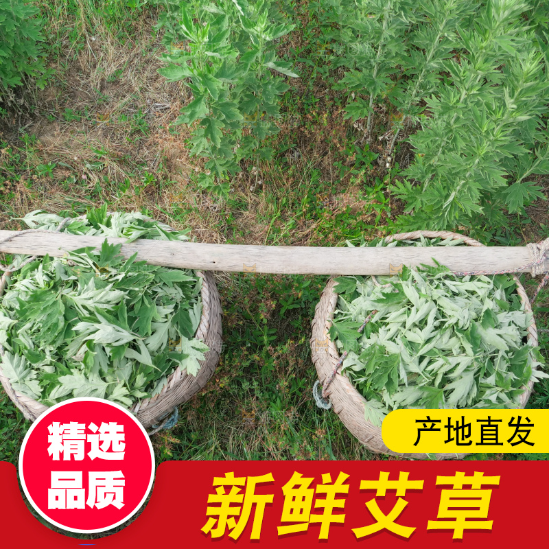 艾草