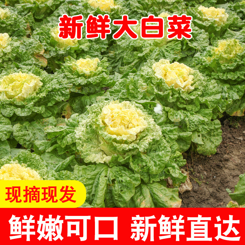 大白菜
