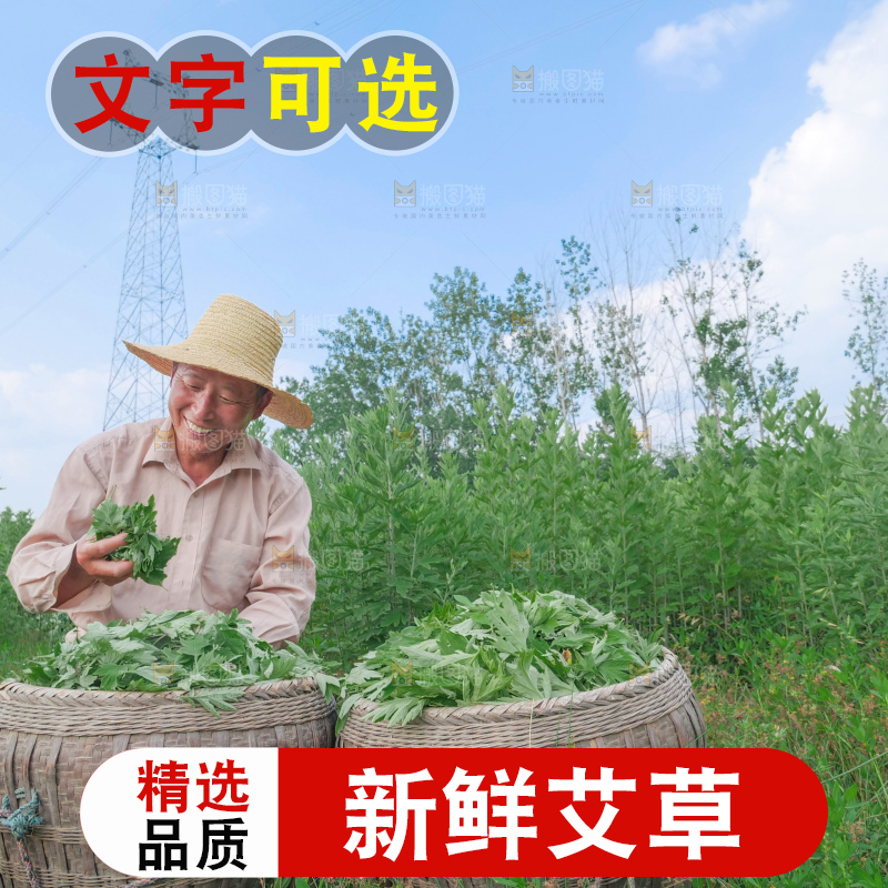 艾草