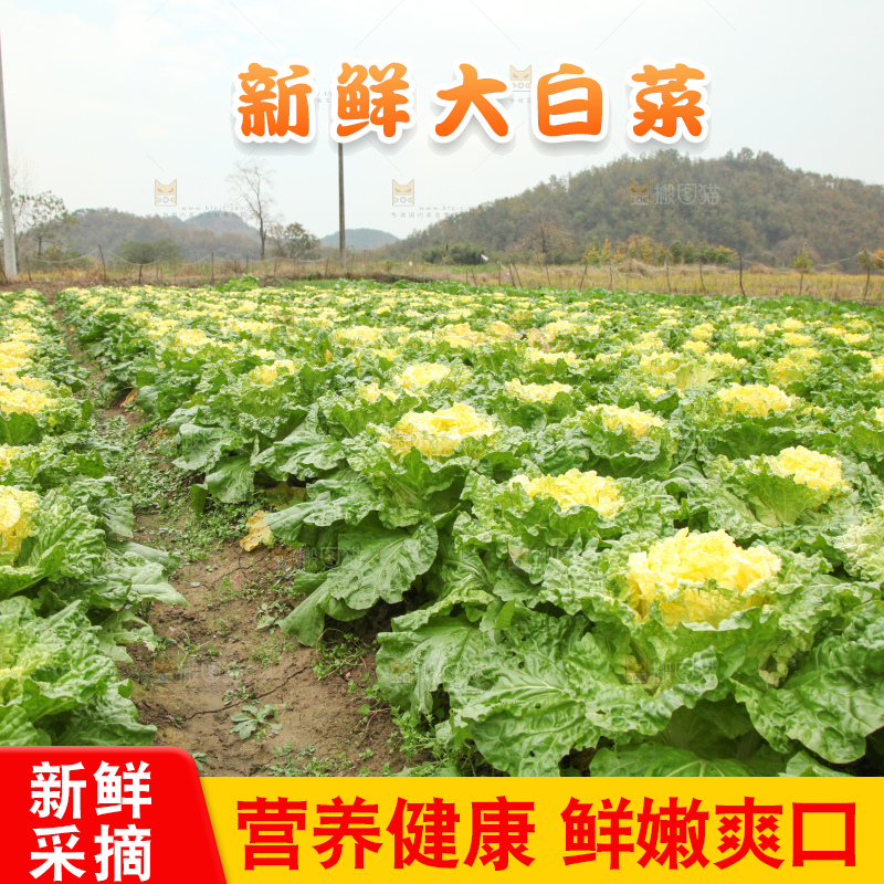 大白菜