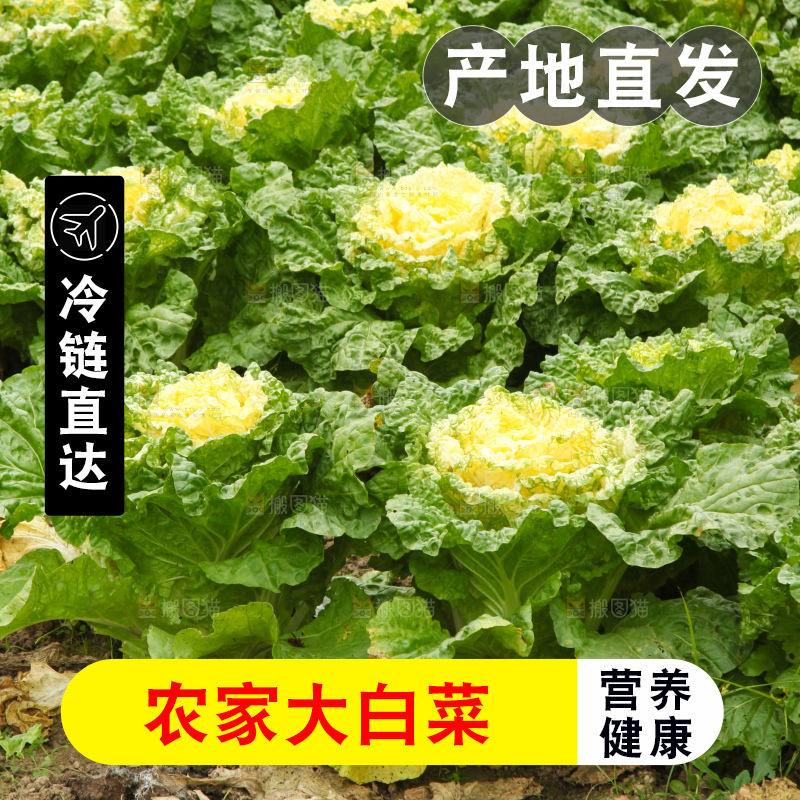 大白菜