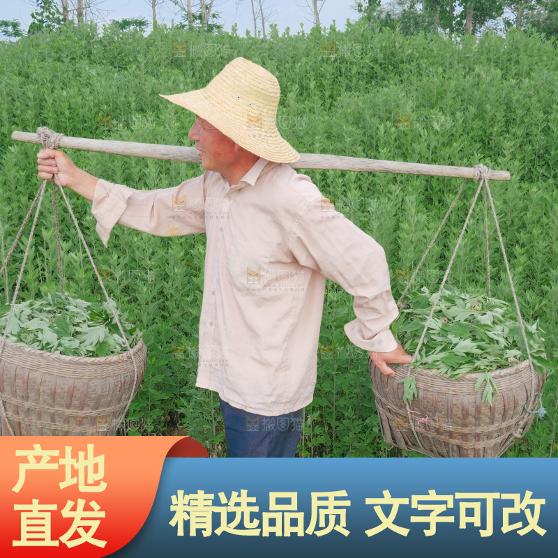 艾草