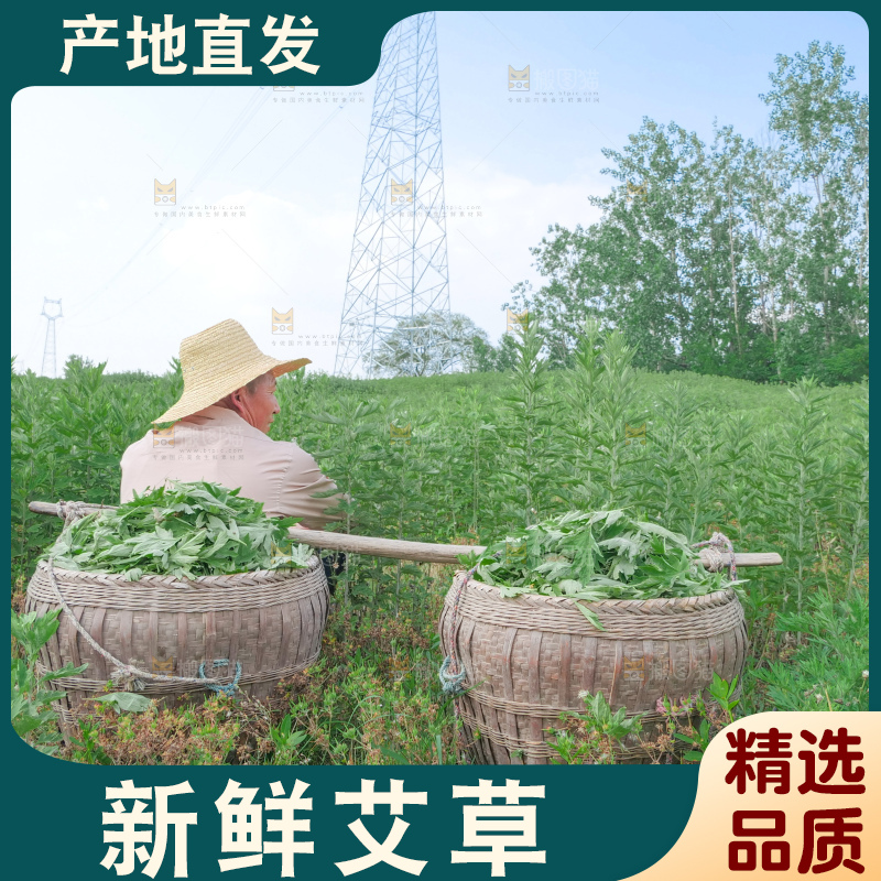 艾草