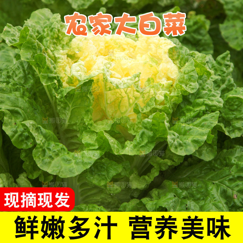 大白菜