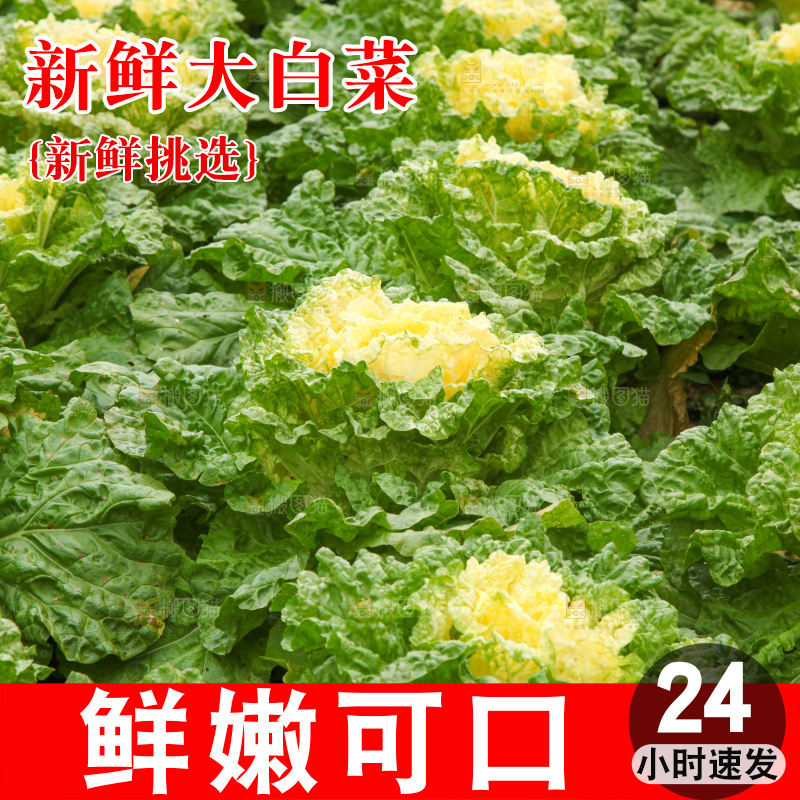 大白菜