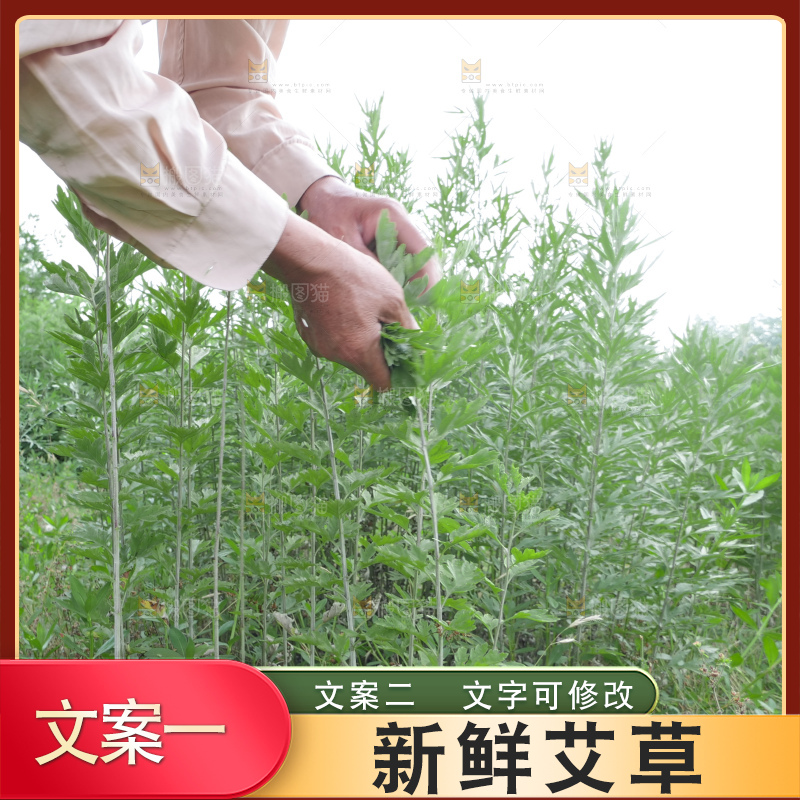 艾草