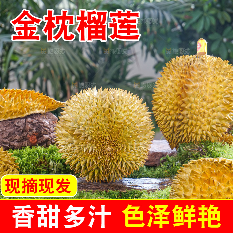 金枕榴莲
