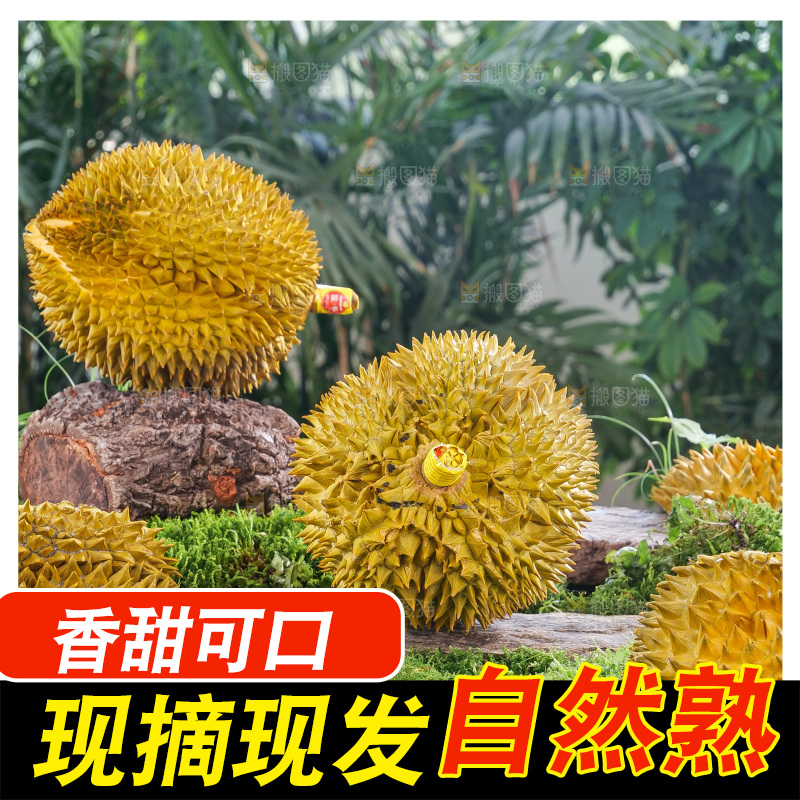 金枕榴莲