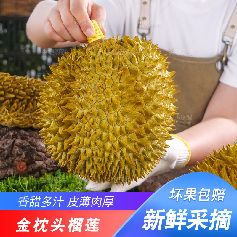 金枕榴莲