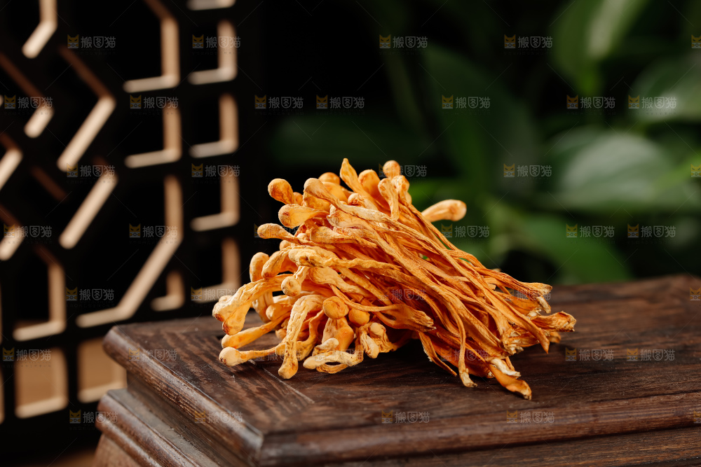 虫草花