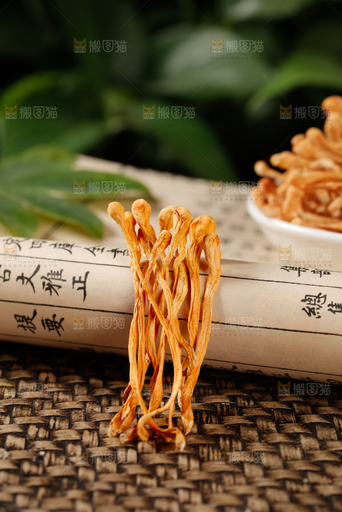 虫草花