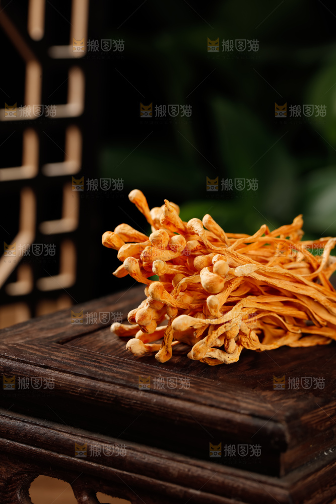 虫草花