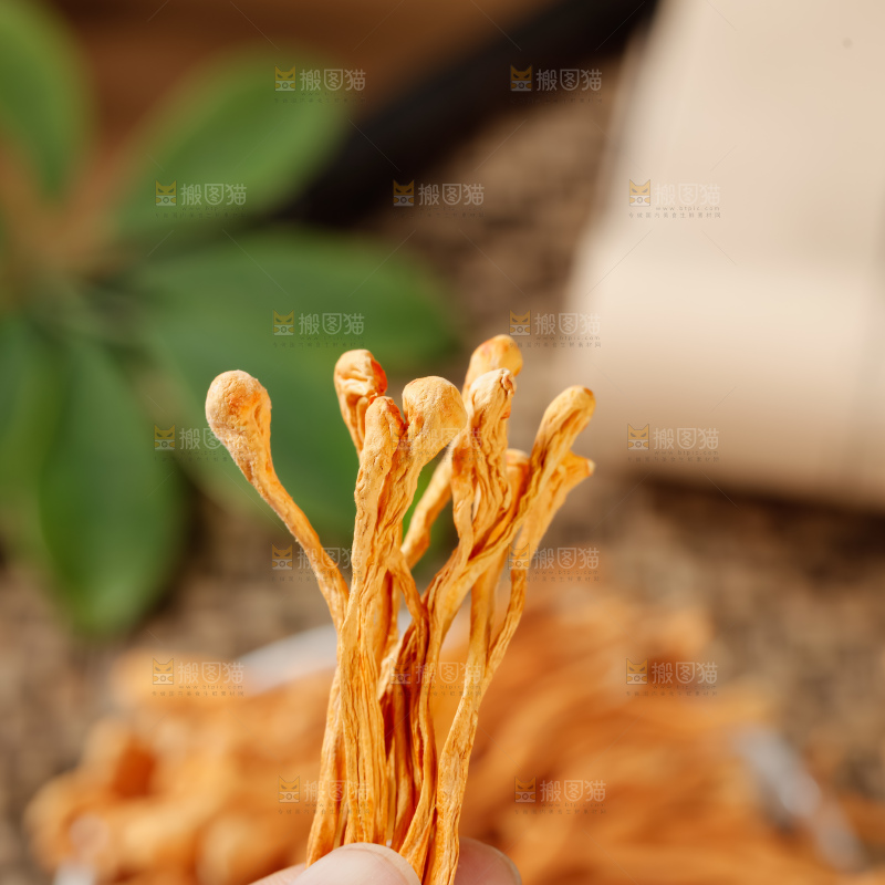 虫草花