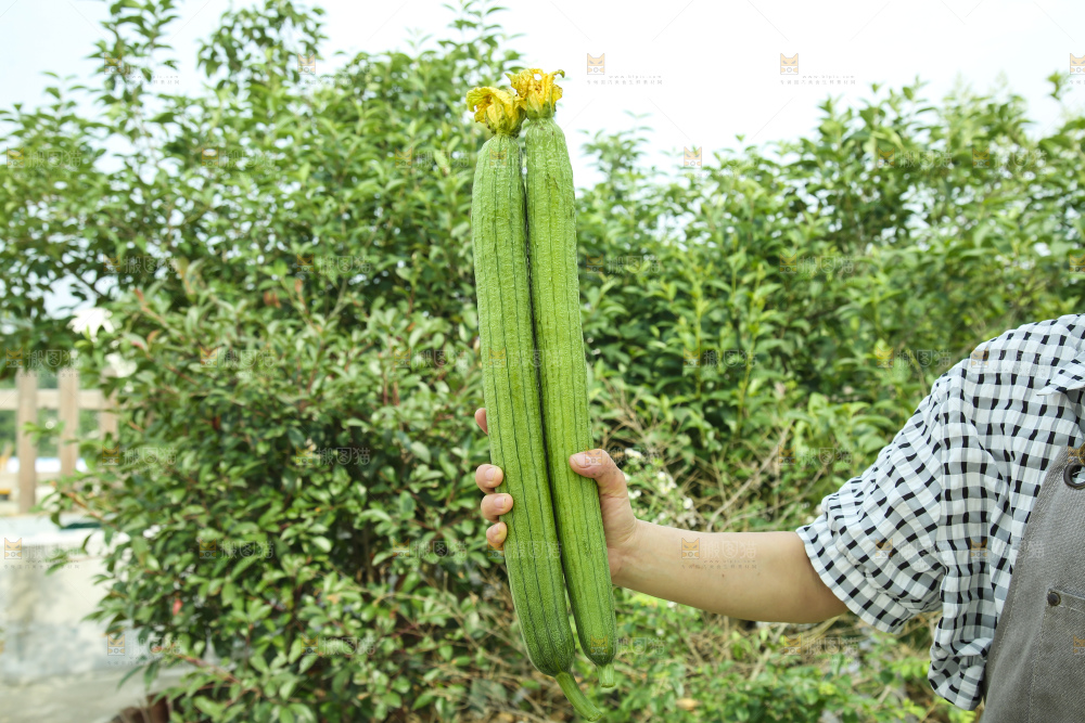 丝瓜