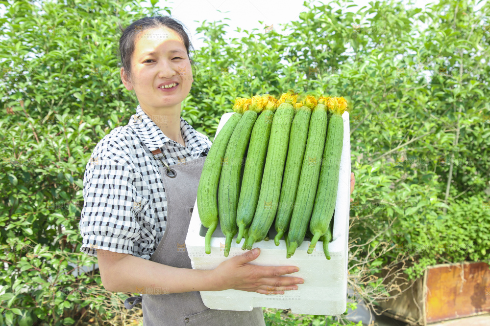 丝瓜