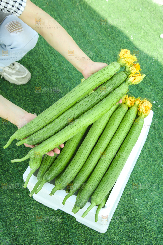 丝瓜